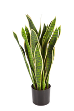 Künstlicher Bogenhanf - Liam | 80 cm auf transparentem Hintergrund mit echt wirkenden Kunstblättern in natürlicher Anordnung. | aplanta Kunstpflanzen