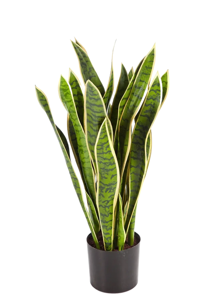 Künstlicher Bogenhanf - Liam | 80 cm auf transparentem Hintergrund mit echt wirkenden Kunstblättern in natürlicher Anordnung. | aplanta Kunstpflanzen