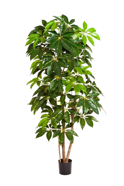 Künstlicher Schefflera Baum - Omar auf transparentem Hintergrund mit echt wirkenden Kunstblättern. Diese Kunstpflanze gehört zur Gattung/Familie der "Scheffleras" bzw. "Kunst-Scheffleras".