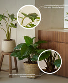 Künstliche Monstera Girlande - Beatrice | 180 cm