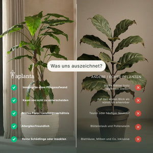 Künstliche Peperomia - Melon