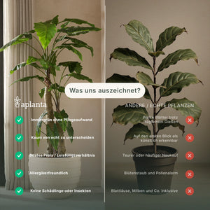 Künstliche Syngonium - Kalle | 45 cm