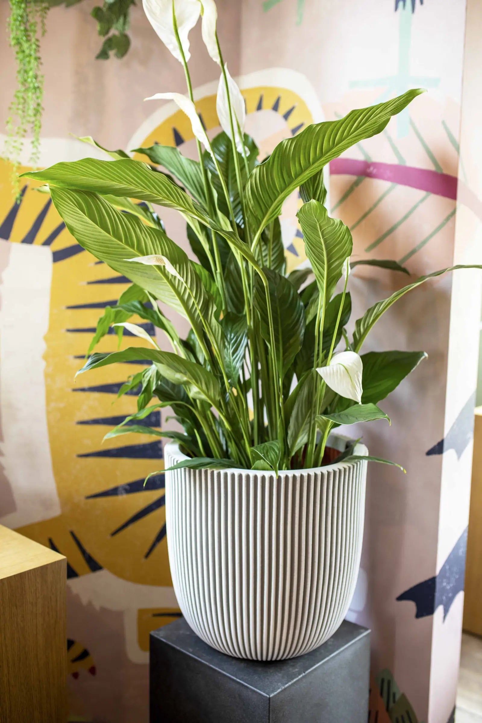 Blumentopf Kugel Groove elfenbein | 35x34 cm