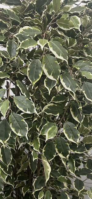 Künstlicher Ficus – Ravian | 150 cm