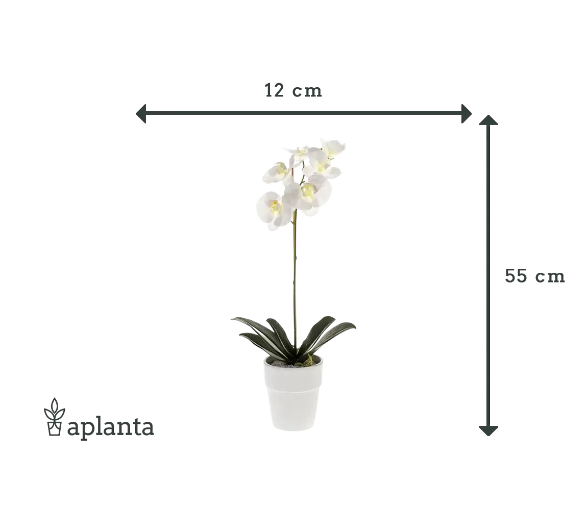 Künstliche Orchidee - Linus | 55 cm