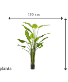 Künstliche Strelitzia - Colin | 235 cm