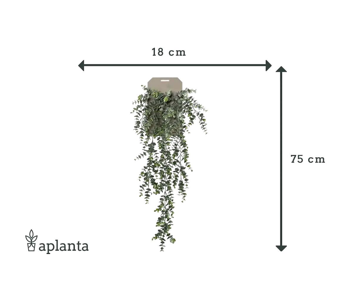 Künstlicher Hänge-Eucalyptus - Richard | 75 cm