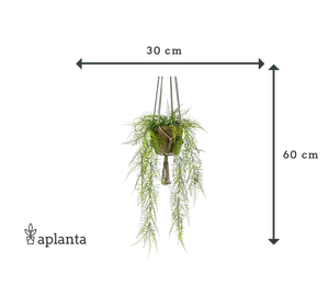 Künstlicher Hänge-Feder-Spargel - Jannis | 60 cm