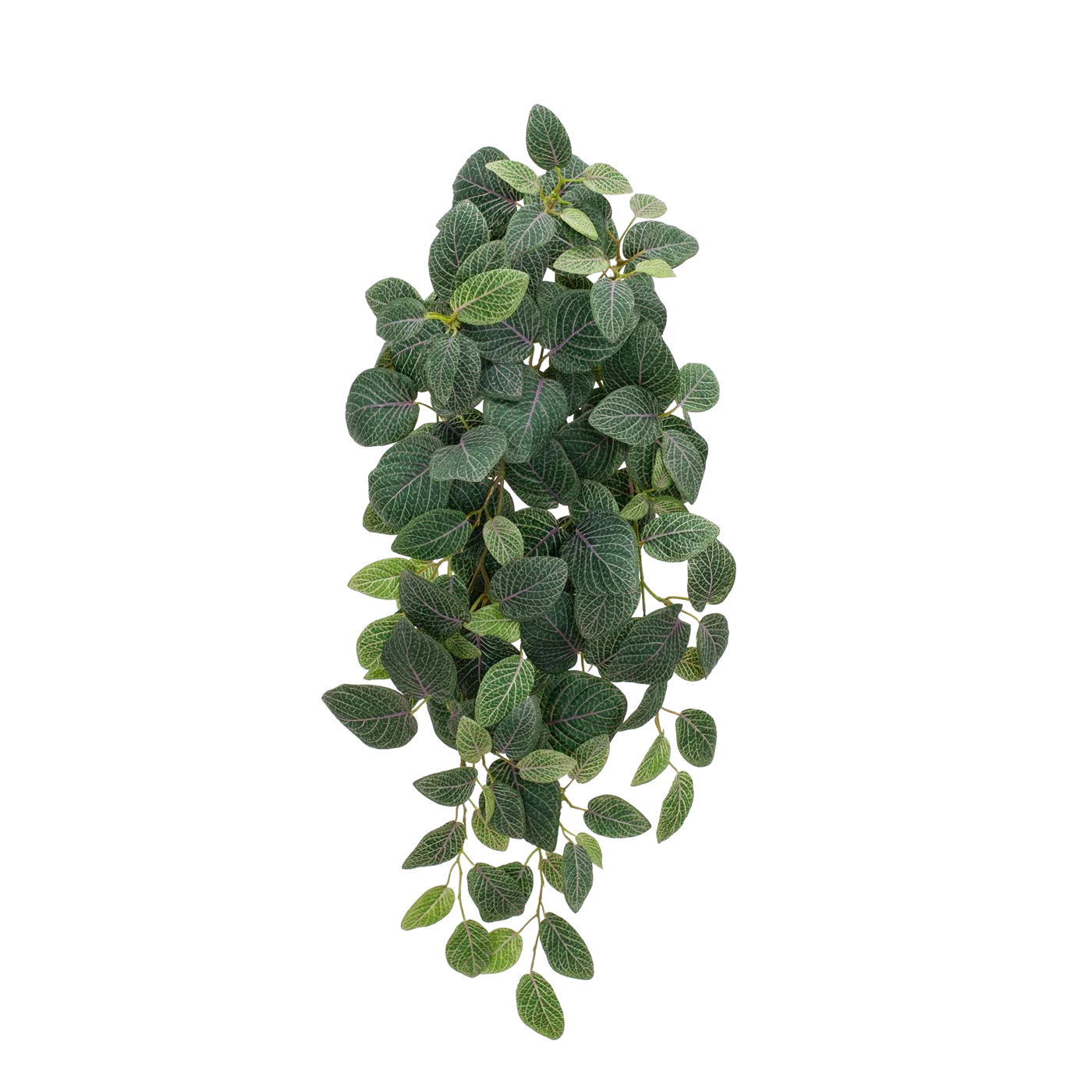 Künstliche Hänge-Fittonia - Tamara | 70 cm