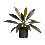 Künstliche Cordyline - Monti, 40 cm, Kunstpflanze von aplanta, in Grün, für drinnen
