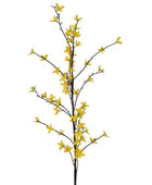 Cassia Fistula - Rain Shower Tree