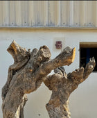 Silk Floss Tree