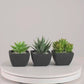 Künstliches Sukkulenten-Set – Aurea | 14 cm