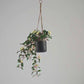 Künstlicher Hänge-Jasmin – Florina | 80 cm