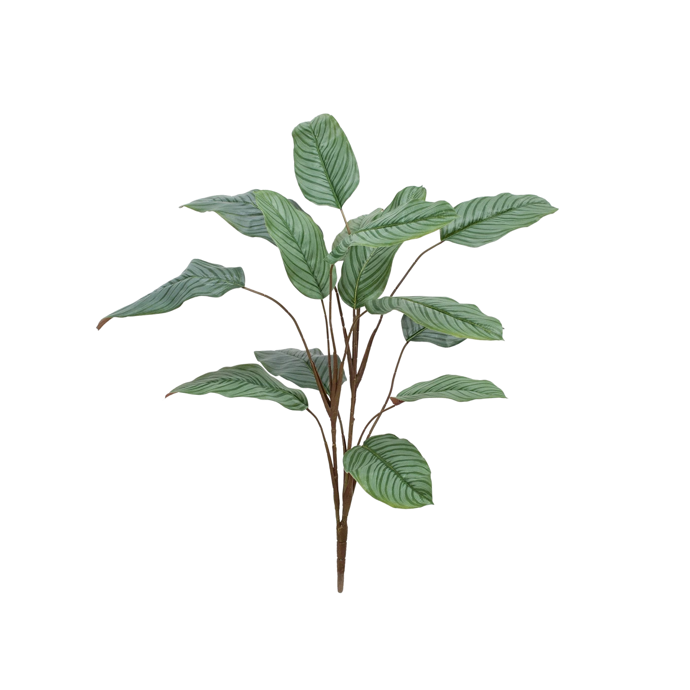 Künstliche Calathea - Pius | 112 cm