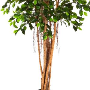 Künstlicher Chinesischer Ficus - Konstantin | 180 cm
