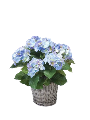 Künstliche Hortensie - Levi auf transparentem Hintergrund mit echt wirkenden Kunstblättern. Diese Kunstpflanze gehört zur Gattung/Familie der "Hortensien" bzw. "Kunst-Hortensien".