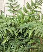 Künstlicher Frauenfarn - Caroline | 90 cm | Kunstpflanze von aplanta