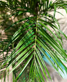 Künstliche Areca Palme - Christine | 210 cm | Kunstpflanze von aplanta