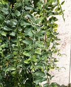 Künstlicher Schwertfarn - Elisabeth | 140 cm | Kunstpflanze von aplanta