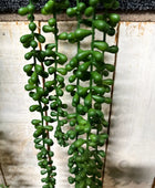 Künstliche Erbsenpflanze - Tristan | 90 cm | Kunstpflanze von aplanta