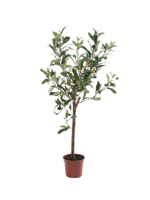 Künstlicher Olivenbaum - Carina auf transparentem Hintergrund mit echt wirkenden Kunstblättern. Diese Kunstpflanze gehört zur Gattung/Familie der "Olivenbäume" bzw. "Kunst-Olivenbäume".
