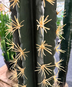 Künstlicher Kaktus - Hendrik | 206 cm | Kunstpflanze von aplanta