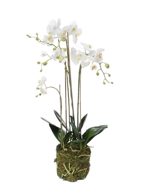 Künstliche Orchidee - Marie auf transparentem Hintergrund mit echt wirkenden Kunstblättern. Diese Kunstpflanze gehört zur Gattung/Familie der "Orchideen" bzw. "Kunst-Orchideen".