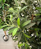 Künstlicher Olivenbaum - Ian | 150 cm | Kunstbaum von aplanta