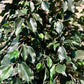 Künstlicher Ficus - Kim, 150 cm, Kunstbaum von aplanta, mit Echtholzstamm, im schwarzen Topf, in Natur, für drinnen