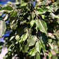 Künstlicher Ficus - Kim, 150 cm, Kunstbaum von aplanta, mit Echtholzstamm, im schwarzen Topf, in Natur, für drinnen