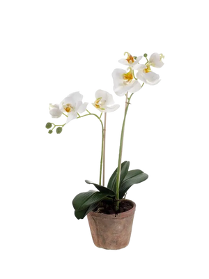 Künstliche Orchidee - Nika auf transparentem Hintergrund mit echt wirkenden Kunstblättern. Diese Kunstpflanze gehört zur Gattung/Familie der "Orchideen" bzw. "Kunst-Orchideen".