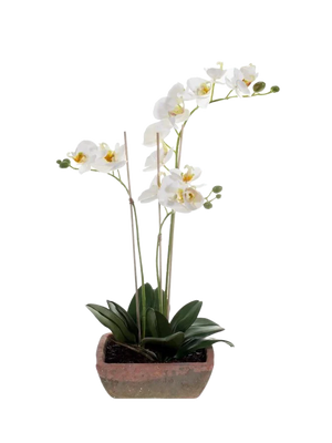 Hochwertige Kunstpflanze | Künstliche Orchidee - Dolores | 50 cm von 🌱aplanta