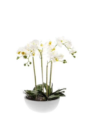 Hochwertige Orchidee künstlich auf transparentem Hintergrund mit echt wirkenden Kunstblättern in natürlicher Anordnung. Künstliche Orchidee - Grace hat die Farbe Natur und ist 60 cm hoch. | aplanta Kunstpflanzen