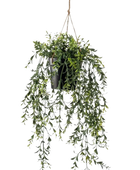 Künstlicher Hänge-Buchsbaum - Kevin auf transparentem Hintergrund mit echt wirkenden Kunstblättern. Diese Kunstpflanze gehört zur Gattung/Familie der 