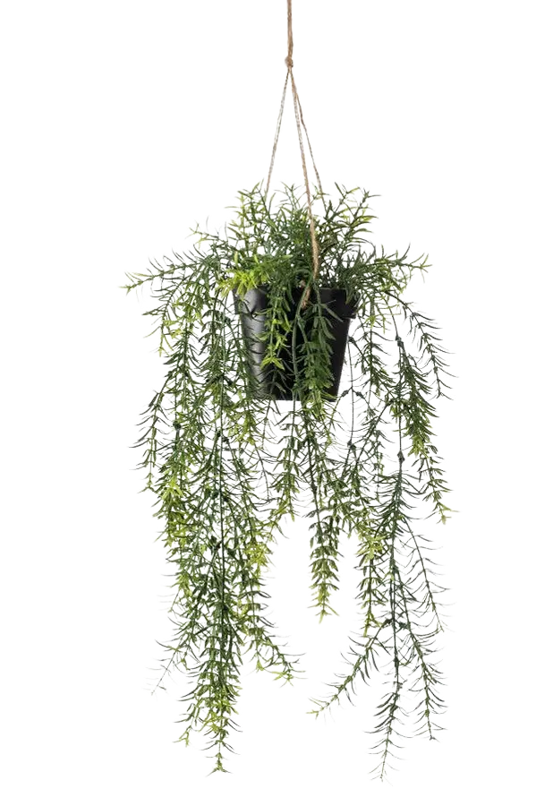 Künstlicher Hänge-Spargel - Kilian auf transparentem Hintergrund mit echt wirkenden Kunstblättern. Diese Kunstpflanze gehört zur Gattung/Familie der "Asparagus" bzw. "Kunst-Asparagus".