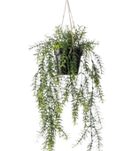 Künstlicher Hänge-Spargel - Kilian auf transparentem Hintergrund mit echt wirkenden Kunstblättern. Diese Kunstpflanze gehört zur Gattung/Familie der 