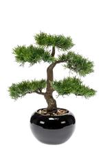 Hochwertiger Kunstbonsai auf transparentem Hintergrund mit echt wirkenden Kunstblättern in natürlicher Anordnung. Künstlicher Zeder Bonsai - Miyu hat die Farbe Natur und ist 32 cm hoch. | aplanta Kunstpflanzen