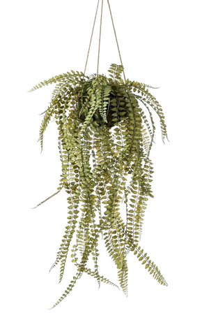 Hochwertige künstliche Hängepflanze auf transparentem Hintergrund mit echt wirkenden Kunstblättern in natürlicher Anordnung. Künstlicher Hängefarn - Stefan hat die Farbe Natur und ist 95 cm hoch. | aplanta Kunstpflanzen
