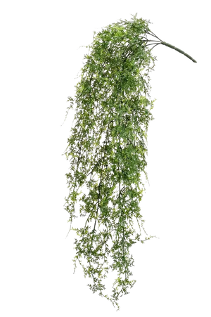 Künstlicher Hänge-Farn - Katharina auf transparentem Hintergrund mit echt wirkenden Kunstblättern. Diese Kunstpflanze gehört zur Gattung/Familie der "Farne" bzw. "Kunst-Farne".