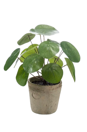 Künstlicher Geldbaum - Kai auf transparentem Hintergrund mit echt wirkenden Kunstblättern. Diese Kunstpflanze gehört zur Gattung/Familie der "GeldBäume" bzw. "Kunst-GeldBäume".