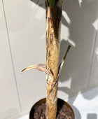 Künstlicher Bananenbaum - Gerald | 180 cm | Kunstbaum von aplanta