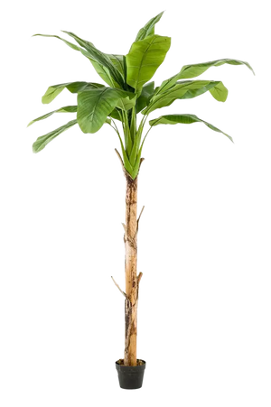 Künstlicher Bananenbaum - Coco auf transparentem Hintergrund mit echt wirkenden Kunstblättern in natürlicher Anordnung. Künstlicher Bananenbaum - Coco hat die Farbe Natur und ist 150 cm hoch. | aplanta Kunstpflanzen