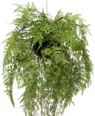 Künstlicher Hänge-Farn - Jolie | 35 cm auf transparentem Hintergrund, als Ausschnitt fotografiert, damit die Details der Kunstpflanze bzw. des Kunstbaums noch deutlicher zu erkennen sind.