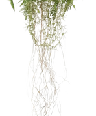 Künstlicher Hänge-Farn - Jolie | 35 cm auf transparentem Hintergrund, als Ausschnitt fotografiert, damit die Details der Kunstpflanze bzw. des Kunstbaums noch deutlicher zu erkennen sind.