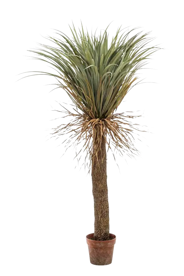 Hochwertige Kunstpalme auf transparentem Hintergrund mit echt wirkenden Kunstblättern in natürlicher Anordnung. Künstliche Yucca Palme - Kristina hat die Farbe Grün und ist 150 cm hoch. | aplanta Kunstpflanzen