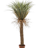 Hochwertige Kunstpalme auf transparentem Hintergrund mit echt wirkenden Kunstblättern in natürlicher Anordnung. Künstliche Yucca Palme - Kristina hat die Farbe Grün und ist 150 cm hoch. | aplanta Kunstpflanzen