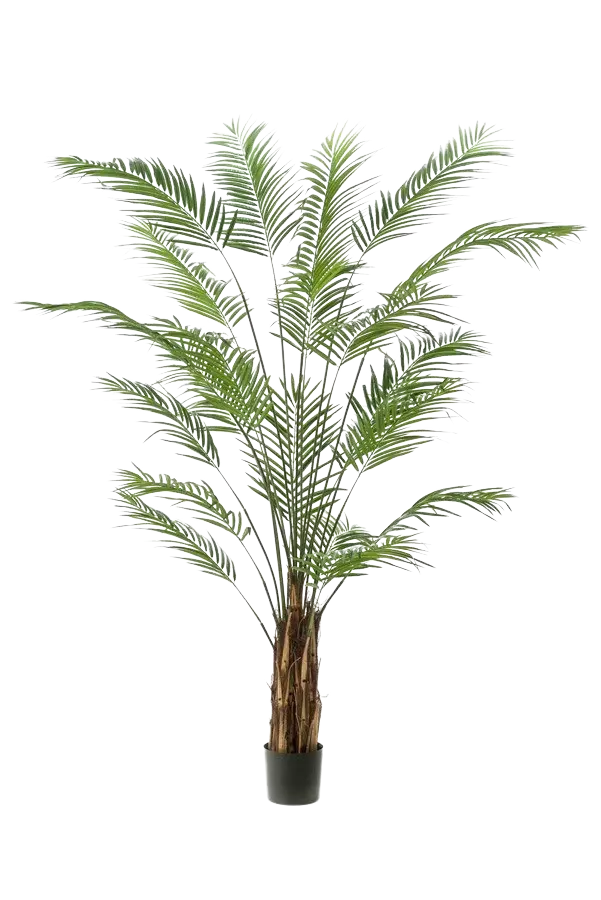 Hochwertige Kunstpalme auf transparentem Hintergrund mit echt wirkenden Kunstblättern in natürlicher Anordnung. Künstliche Areca Palme - Isaiah hat die Farbe Natur und ist 240 cm hoch. | aplanta Kunstpflanzen