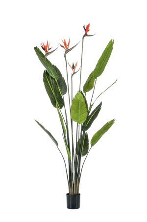 Künstliche Strelitzia - Christian auf transparentem Hintergrund mit echt wirkenden Kunstblättern. Diese Kunstpflanze gehört zur Gattung/Familie der "Strelitzias" bzw. "Kunst-Strelitzias".