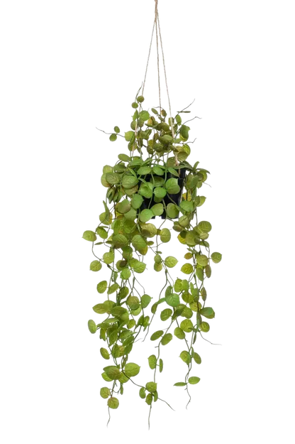 Künstliche Hänge-Leuchterblume - Konrad, 50 cm, Kunstpflanze von aplanta, inkl. Dekotopf, im schwarzen Topf, in Natur